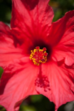 kırmızı amber çiçeği