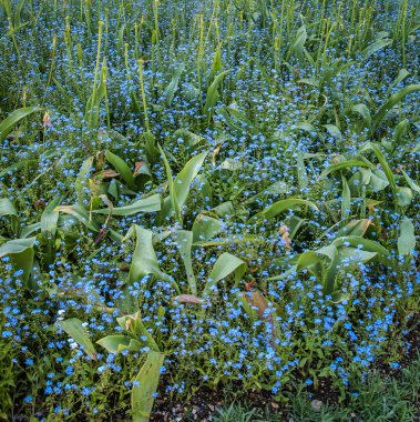Bahar bahçeleri darbeydi