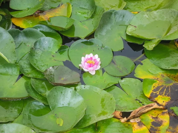 Hermosa flor de nenúfar —  Fotos de Stock