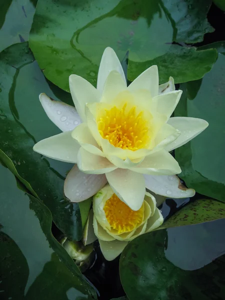 Bellissimo fiore waterlilly — Foto Stock