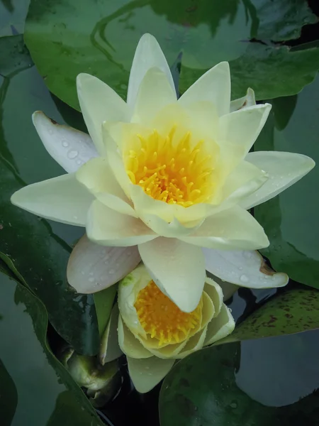 Hermosa flor de nenúfar —  Fotos de Stock