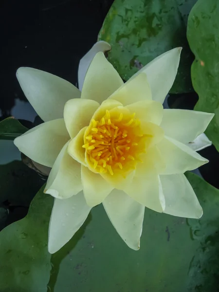 Bellissimo fiore waterlilly — Foto Stock