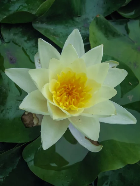 Hermosa flor de nenúfar —  Fotos de Stock