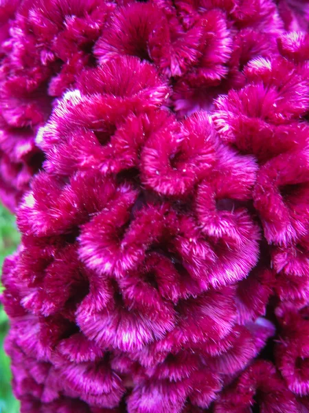 Beautiful pink flowers — Stock Photo, Image