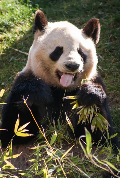 팬더는 대나무를 먹고 — 스톡 사진