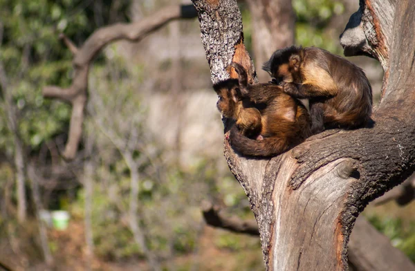 Scimmie sveglie siede sul ramo — Foto Stock