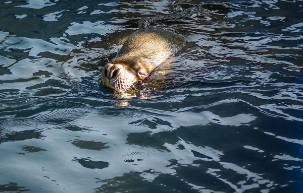 Nariz de león marino —  Fotos de Stock