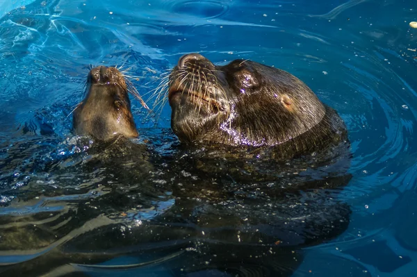 Naso di un leone marino — Foto Stock