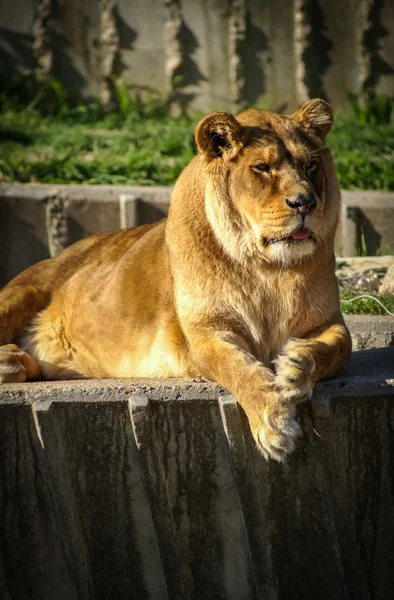 Leona acostada en el zoológico — Foto de Stock