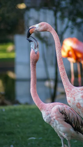 Ljust rosa flamingos — Stockfoto