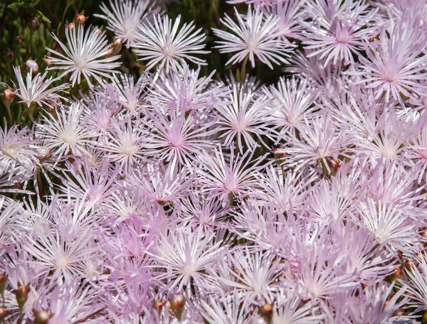 Pale pink flowers in Catalonia — Stock Photo, Image