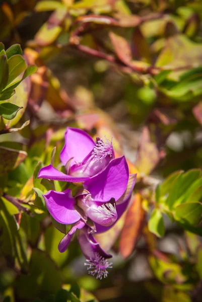 안달루시아에 여름 꽃 — 스톡 사진