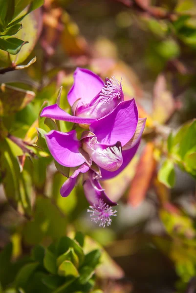 안달루시아에 여름 꽃 — 스톡 사진