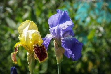 Bahar çiçekleri darbeydi