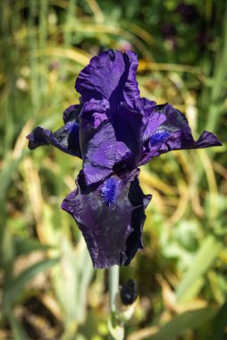 Bahar çiçekleri darbeydi