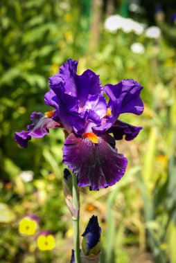 Bahar çiçekleri darbeydi