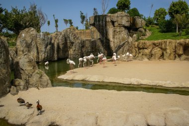 Güzel Flamingo kuşları