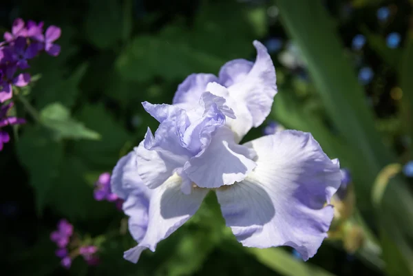 Flores da primavera em Giverny — Fotografia de Stock