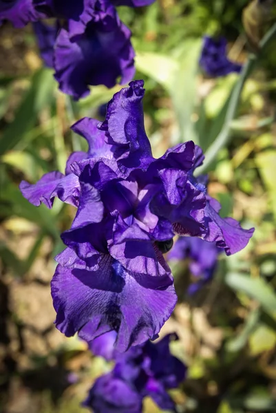 Flores da primavera em Giverny — Fotografia de Stock