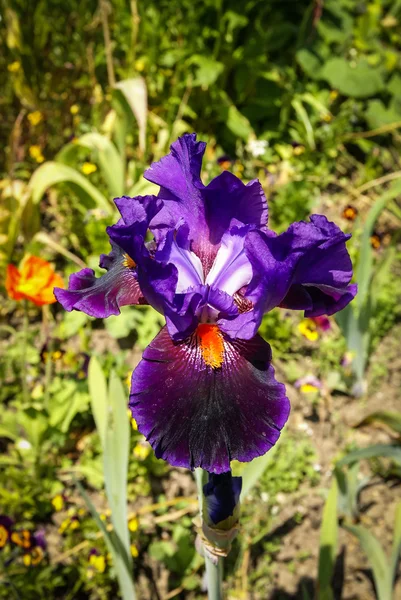 Flores da primavera em Giverny — Fotografia de Stock