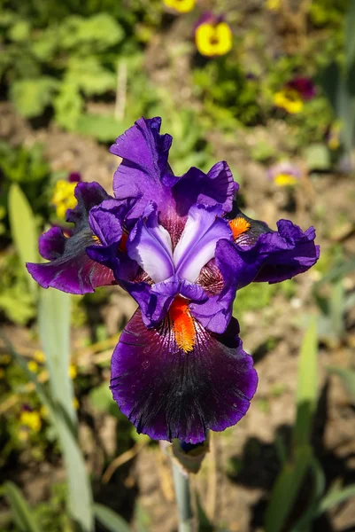 Flores da primavera em Giverny — Fotografia de Stock