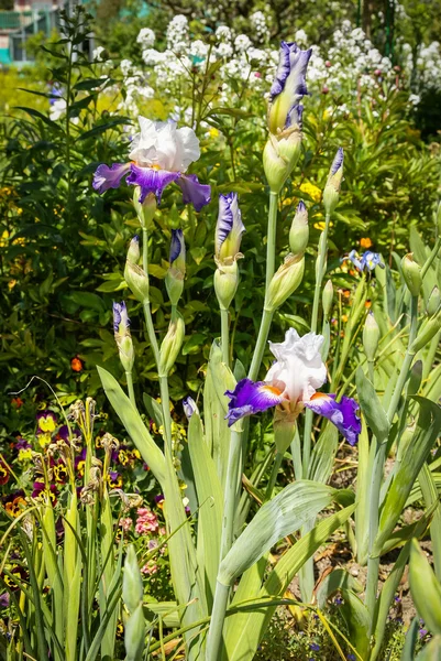 Jarní květiny v Giverny — Stock fotografie