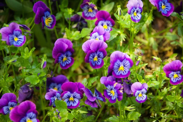 Lentebloemen in Giverny — Stockfoto