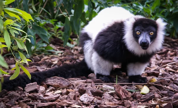 Black and white Lemur — Stock Photo, Image