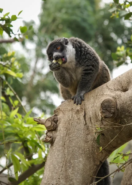 Cute lemur sits on the branch — Stock Photo, Image