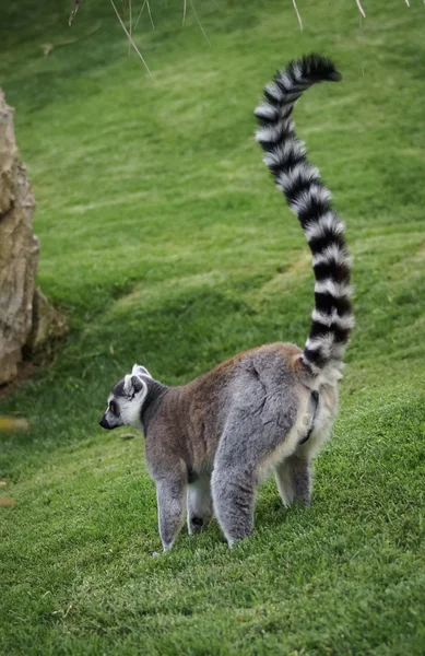 Cute lemur on green lawn — Stock Photo, Image