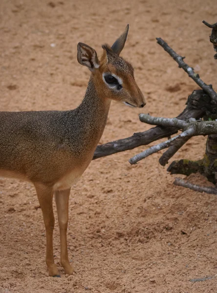 Mini-Antilope dik-dik — Stockfoto