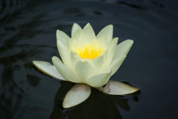 Bellissimo fiore waterlilly — Foto Stock