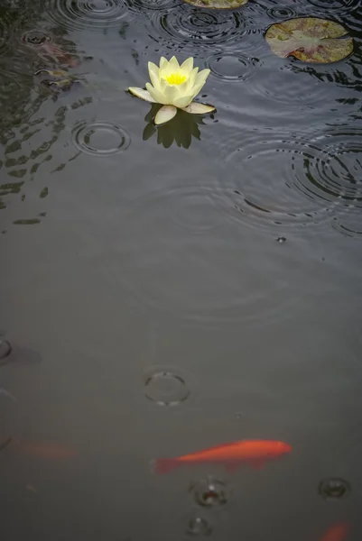 Bellissimo fiore waterlilly — Foto Stock