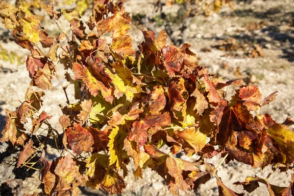 Uvas em Estepas de Belchite — Fotografia de Stock