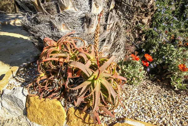 Квіти і рослини у San Pedro del Pinatar — стокове фото