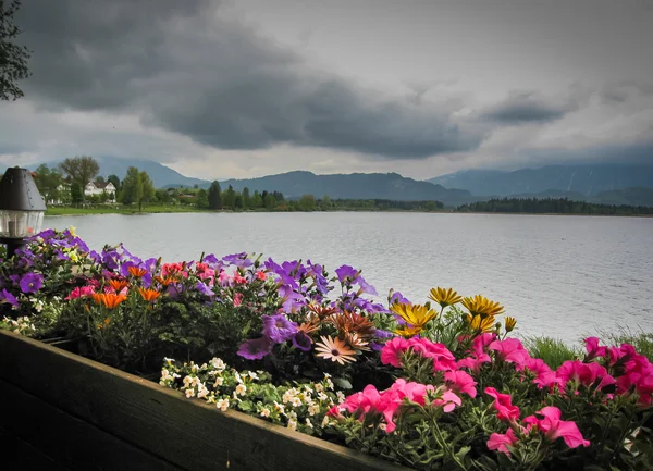 Blumen, See und stürmische Wolken — Stockfoto