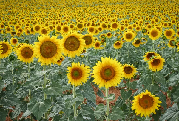Field with beautiful yellow sunflowers — ストック写真