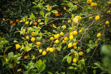 limon ve limon ağaçları