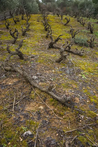 Wijngaarden op de heuvel — Stockfoto