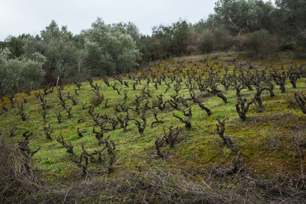 Wijngaarden op de heuvel — Stockfoto