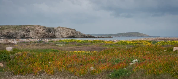 Spring flowers on archaeological island of Delos — Stock Photo, Image