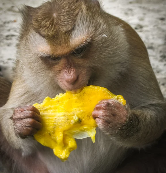 Macaco foto de stock. Imagem de frente, dentes, comer - 53759574