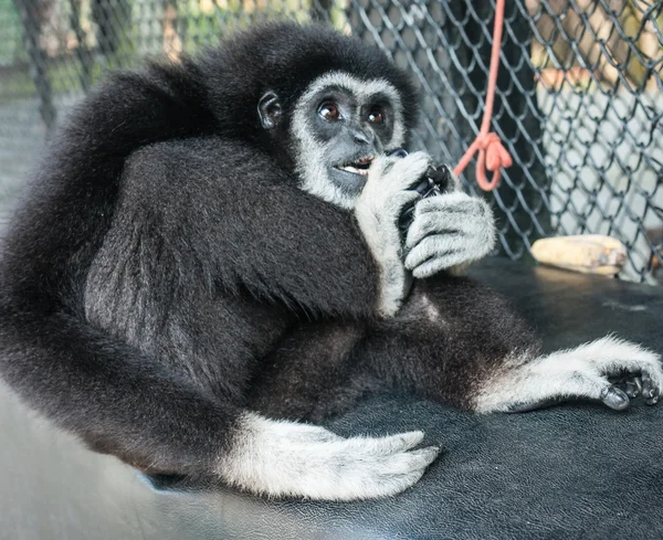 Weinig Zwarte Gibbon — Stockfoto