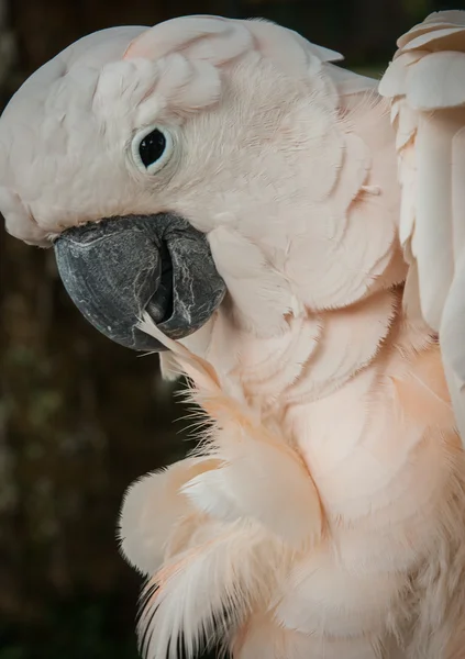 Portrait of a big rose parrot