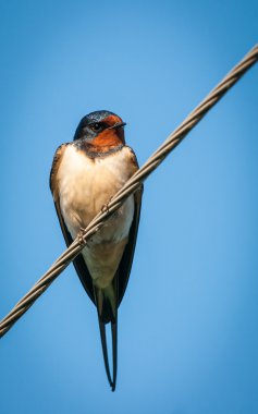 teller üzerinde oturan yutmak