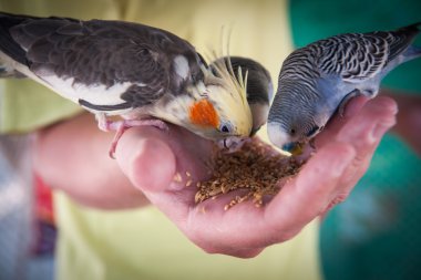 Parrots pecking seeds from the hand clipart