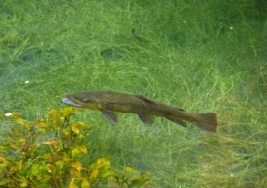 Monasterio de Piedra gölde yansımalar