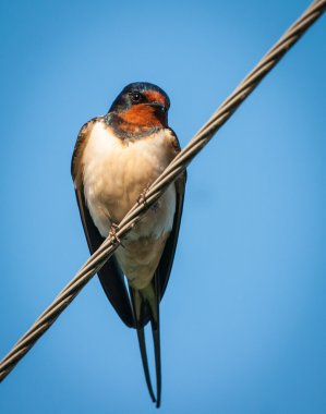 teller üzerinde oturan yutmak