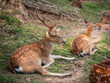 Geyik sürüsü'nın bahçesinde