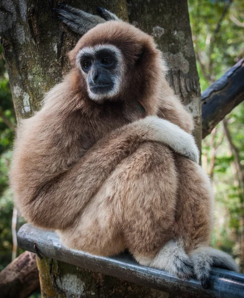 Kleine bruine Gibbon — Stockfoto